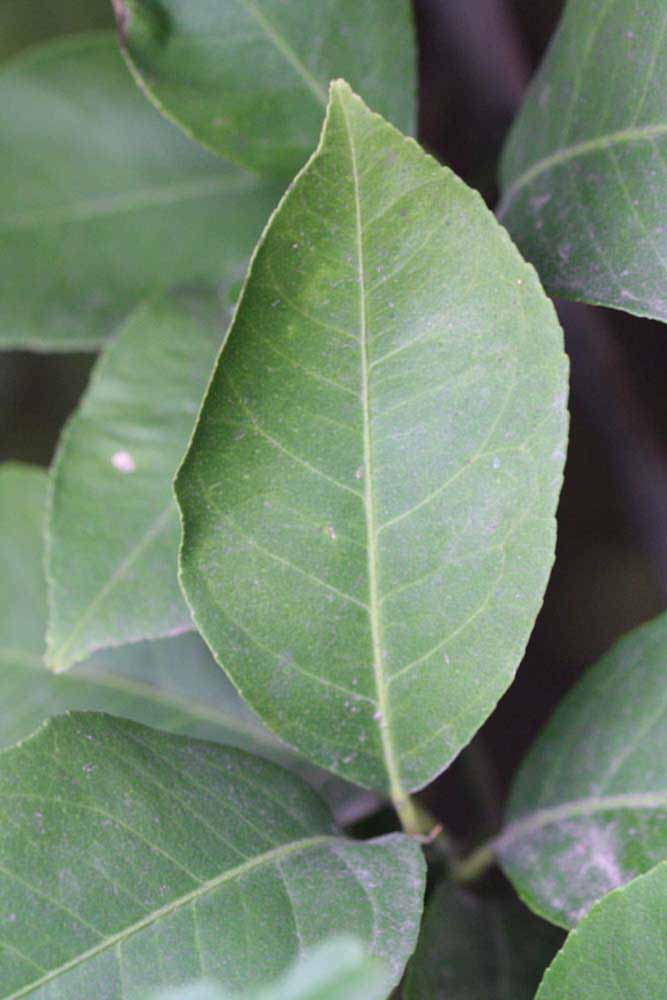                 Unifoliolate leaf (Monroe, Riverside,   CA)       